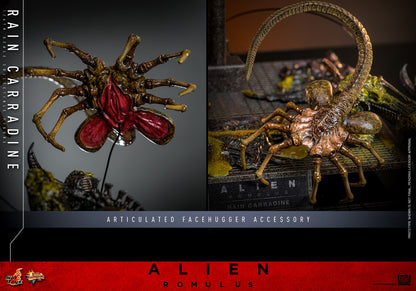 (Preorder) Hot Toys MMS793 Alien: Romulus [Rain Carradine] 1/6 Scale Collectible Figure