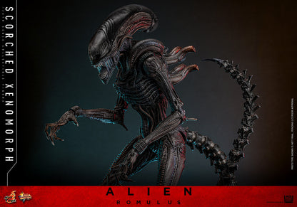 (Preorder) Hot Toys MMS784 Alien: Romulus [Scorched Xenomorph] 1/6th Scale Collectible Figure