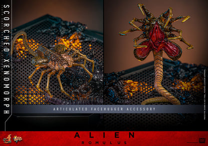 (Preorder) Hot Toys MMS784 Alien: Romulus [Scorched Xenomorph] 1/6th Scale Collectible Figure