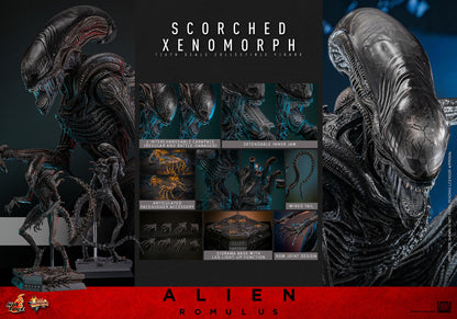 (Preorder) Hot Toys MMS784 Alien: Romulus [Scorched Xenomorph] 1/6th Scale Collectible Figure